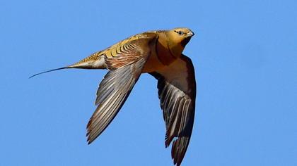 Kılkuyruk bağırtlak