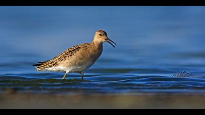 Dövüşkenkuş » Ruff » Calidris pugnax