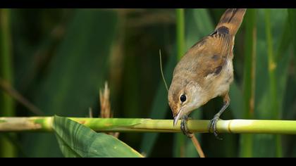 Çalı kamışçını
