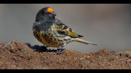 Kara iskete » Red-fronted Serin » Serinus pusillus
