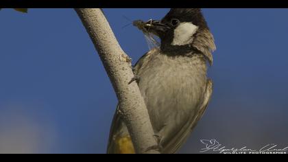 Akyanaklı arapbülbülü » White-eared Bulbul » Pycnonotus leucotis