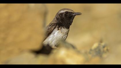 Kızılca kuyrukkakan