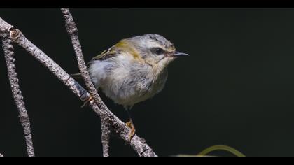 Sürmeli çalıkuşu