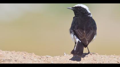 Kıbrıs kuyrukkakanı