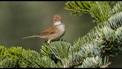 Akgerdanlı ötleğen