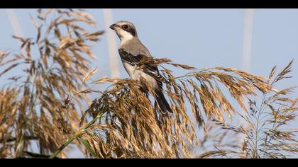 Karaalınlı örümcekkuşu