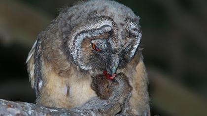 Kulaklı orman baykuşu