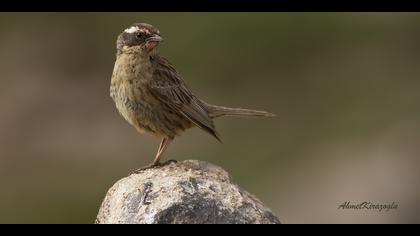 Sürmeli dağbülbülü