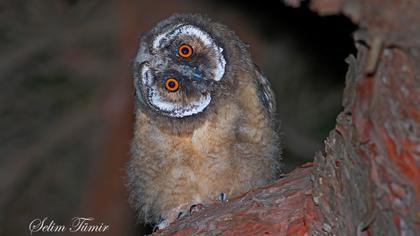 Kulaklı orman baykuşu