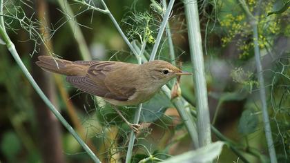 Çalı kamışçını