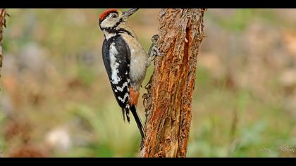 Orman alaca ağaçkakanı