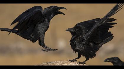 Kuzgun » Northern Raven » Corvus corax