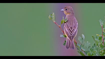 Karabaşlı kirazkuşu