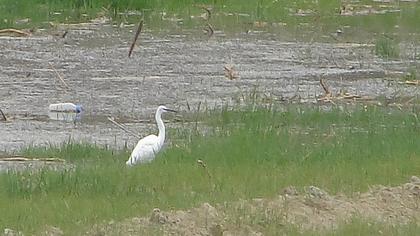 Küçük ak balıkçıl