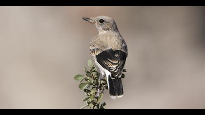 Aksırtlı kuyrukkakan