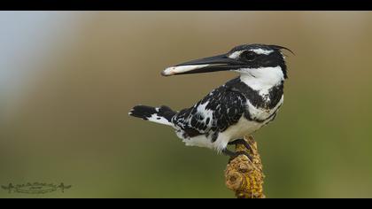 Alaca yalıçapkını