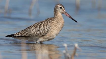 Kıyı çamurçulluğu
