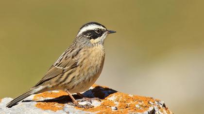 Sürmeli dağbülbülü