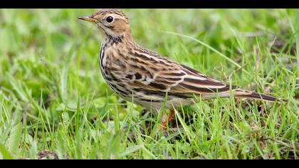 Kızılgerdanlı incirkuşu