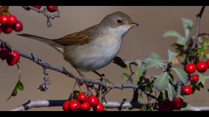 Akgerdanlı ötleğen