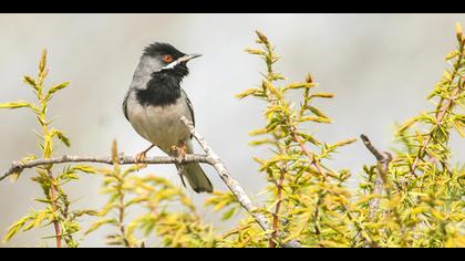 Karaboğazlı ötleğen
