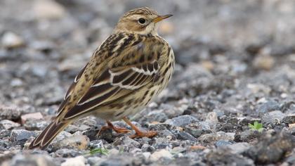 Kızılgerdanlı incirkuşu