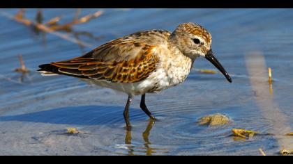 Karakarınlı kumkuşu