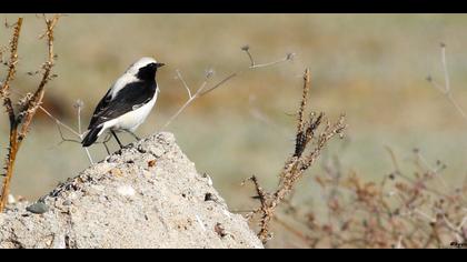 Aksırtlı kuyrukkakan