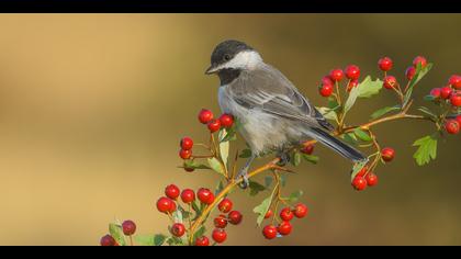 Akyanaklı baştankara
