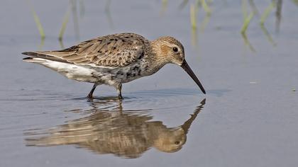 Karakarınlı kumkuşu