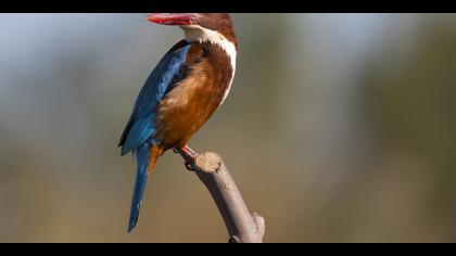 İzmir yalıçapkını