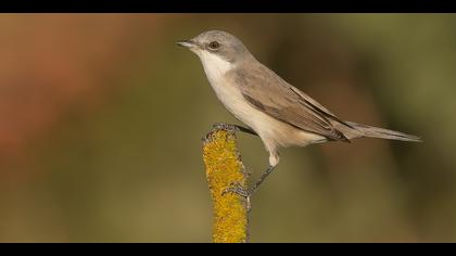 Küçük akgerdanlı ötleğen