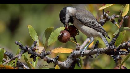 Akyanaklı baştankara