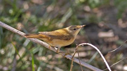 Çalı kamışçını