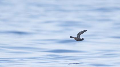 Fırtınakırlangıcı