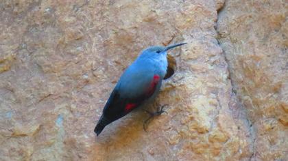 Duvar tırmaşıkkuşu