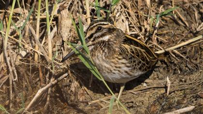 Küçük suçulluğu