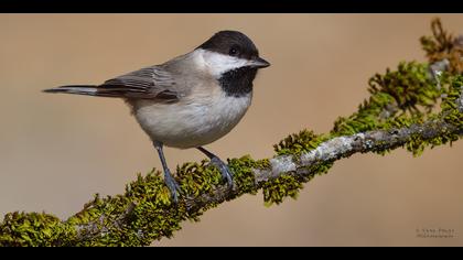 Akyanaklı baştankara