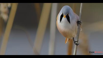 Bıyıklı baştankara