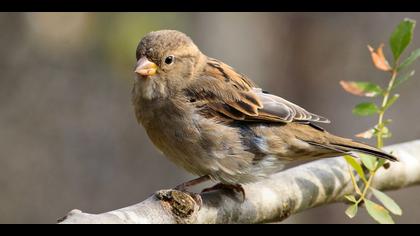 Serçe » House Sparrow » Passer domesticus