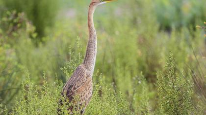 Erguvani balıkçıl