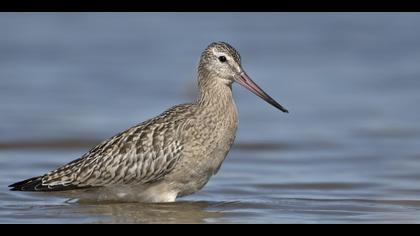 Kıyı çamurçulluğu