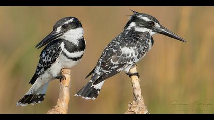Alaca yalıçapkını