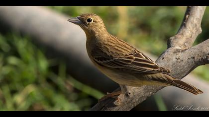 Karabaşlı kirazkuşu