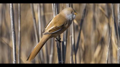 Bıyıklı baştankara » Bearded Reedling » Panurus biarmicus