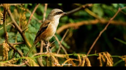 Uzunkuyruklu örümcekkuşu