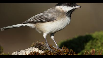 Akyanaklı baştankara