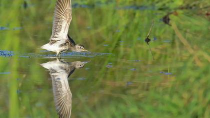 Orman düdükçünü