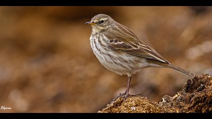 Dağ incirkuşu » Water Pipit » Anthus spinoletta