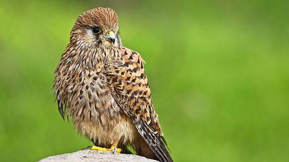 Kerkenez » Common Kestrel » Falco tinnunculus